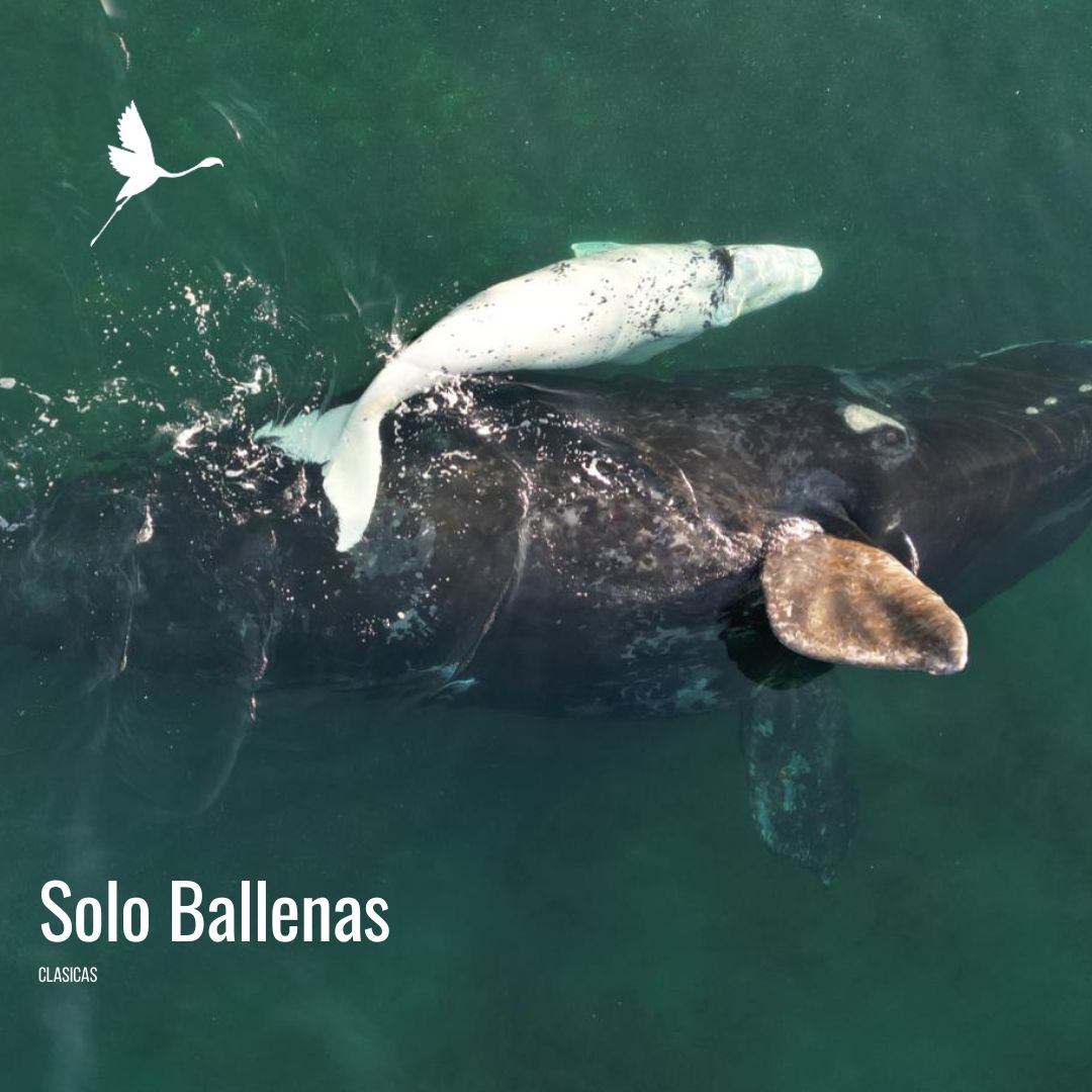 Solo Ballenas: Traslado a Puerto Pirámides con Doradillo