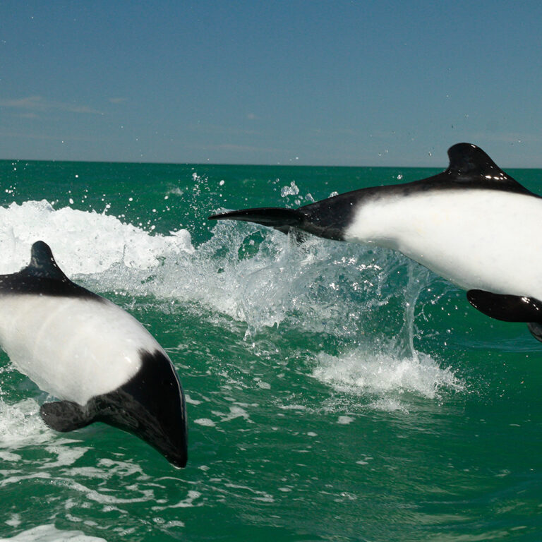 Punta Tombo con Rawson (con avistaje de Delfin patagonico)