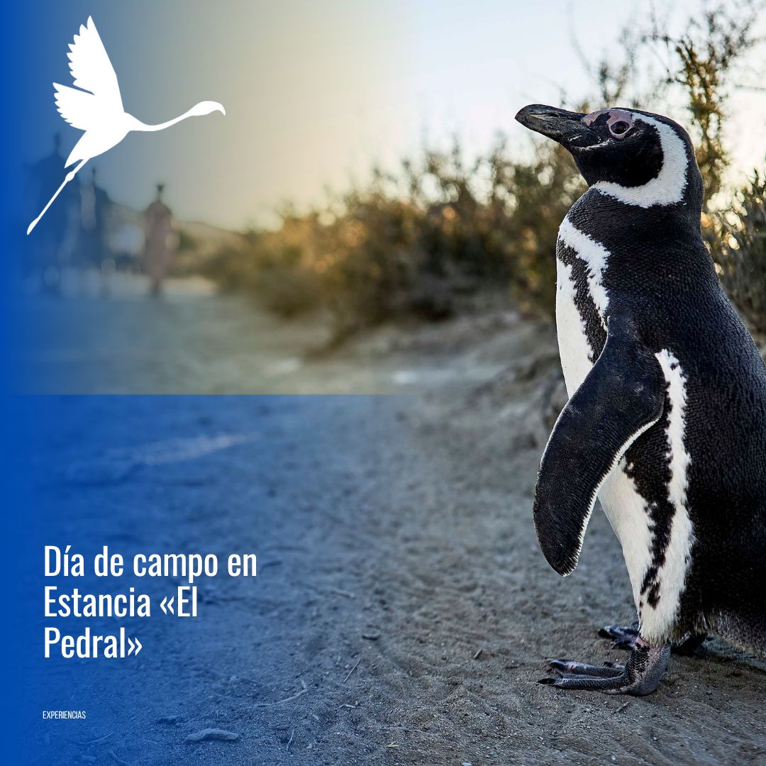 🐧 "Día de Campo & Pingüinos en Estancia El Pedral" - Imagen 3