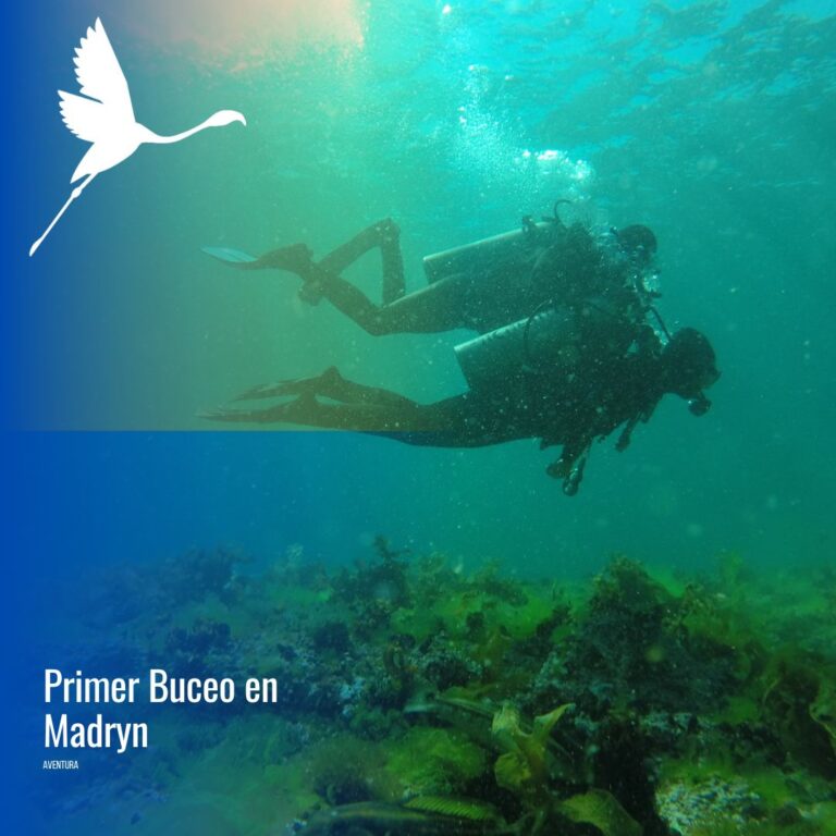 Bautismo submarino: Sin Experiencia, ¡y con Todo Incluido!