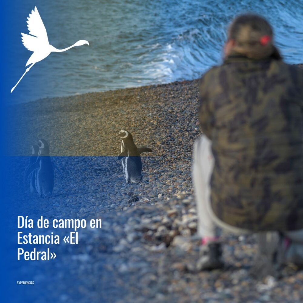 🐧 "Día de Campo & Pingüinos en Estancia El Pedral"