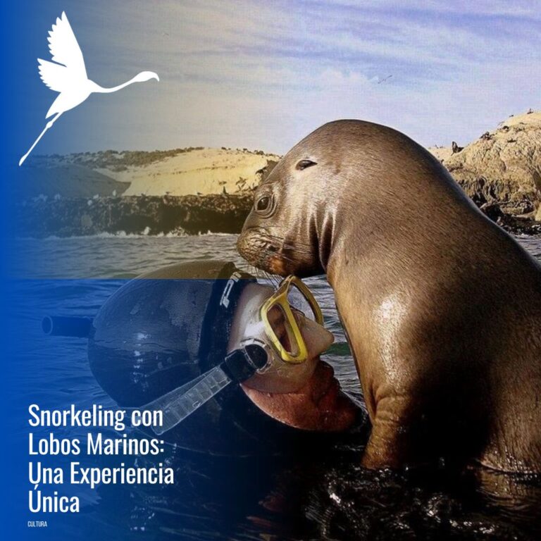 Snorkeling con Lobos Marinos.
