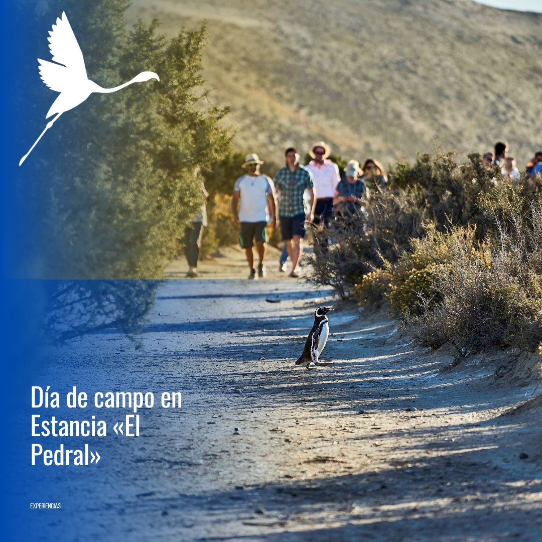 🐧 "Día de Campo & Pingüinos en Estancia El Pedral" - Imagen 8