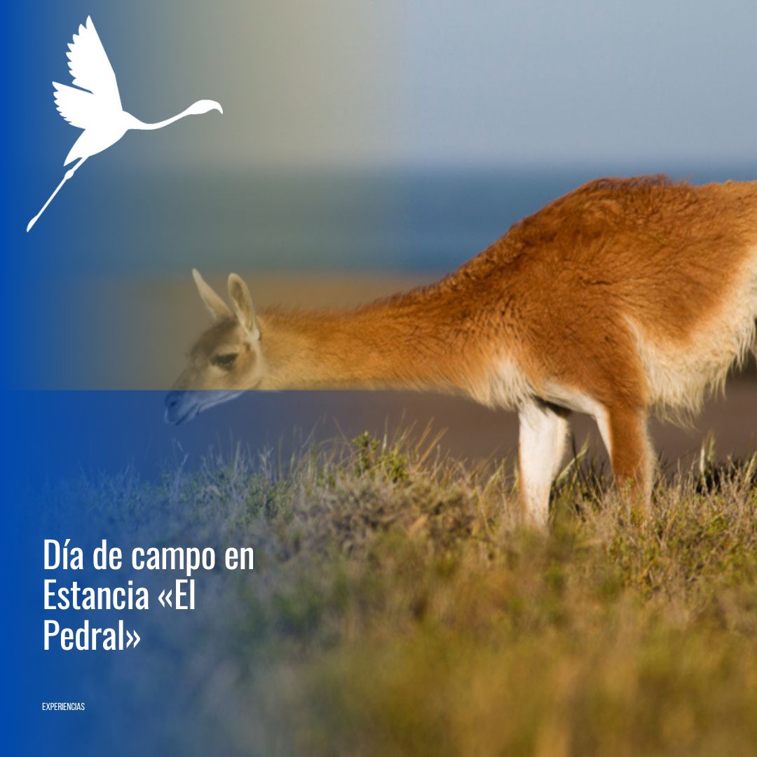 🐧 "Día de Campo & Pingüinos en Estancia El Pedral" - Imagen 7