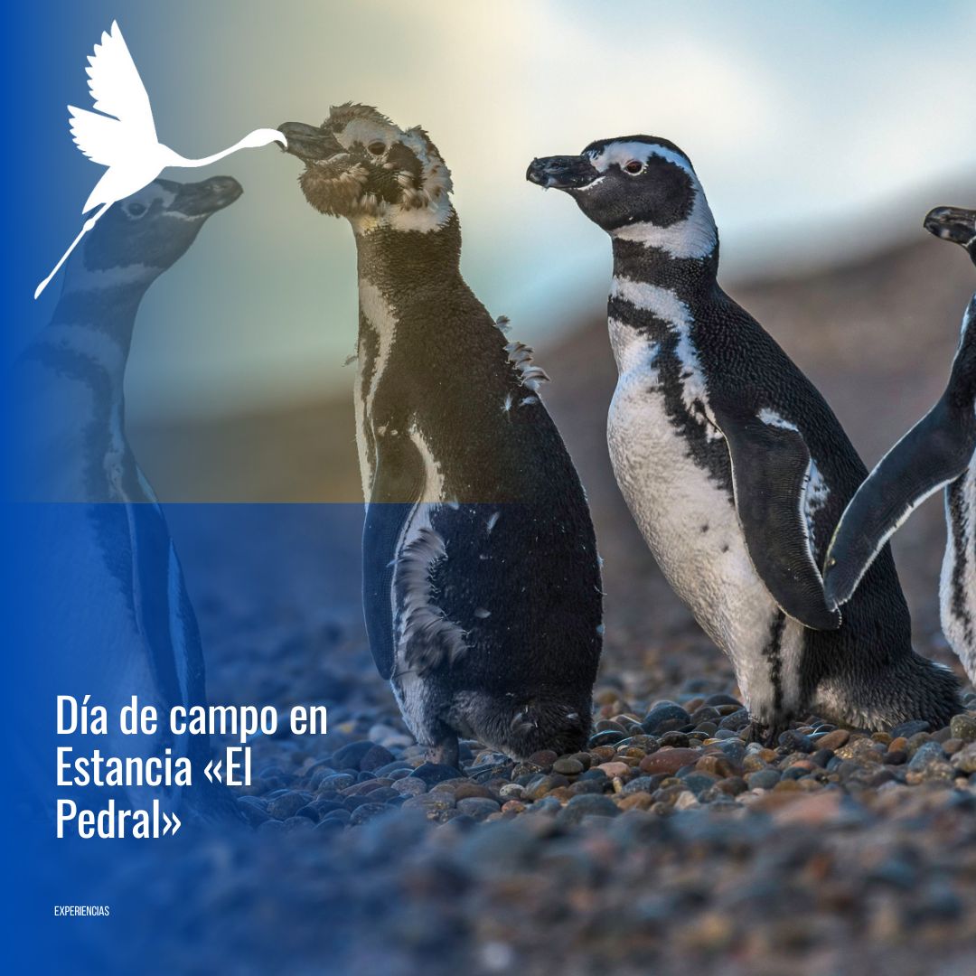 🐧 "Día de Campo & Pingüinos en Estancia El Pedral" - Imagen 6