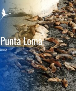 Punta Loma