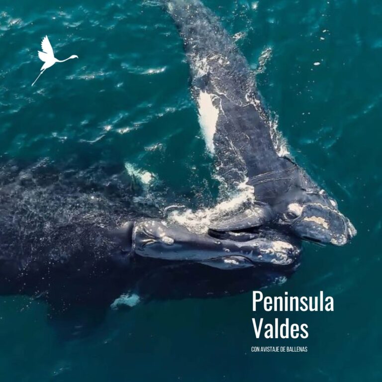 Península Valdés con Avistaje Ballenas