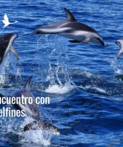 Encuentro con Delfines Oscuros. (Desde Pto Madryn)