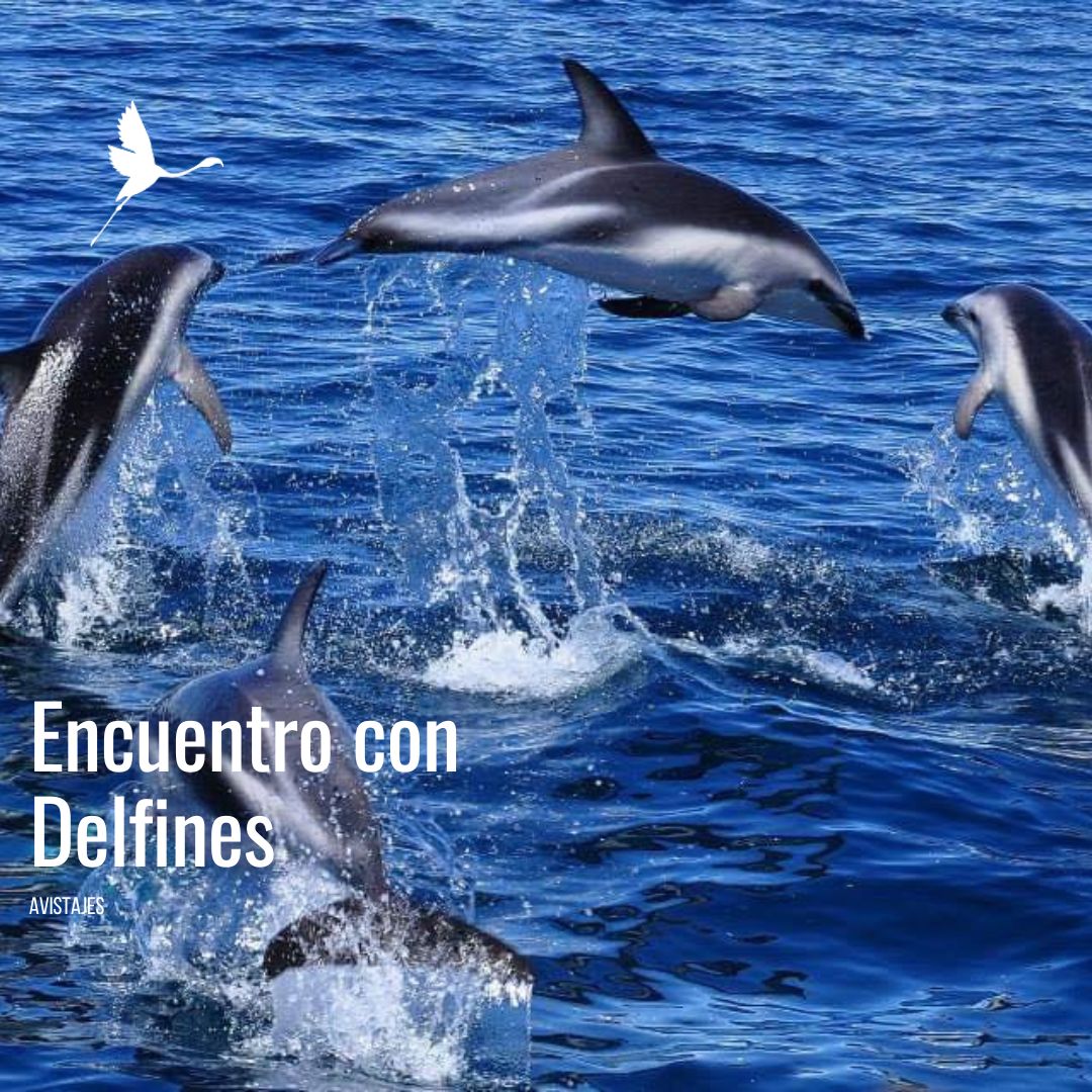 Encuentro con Delfines Oscuros. (Desde Pto Madryn)
