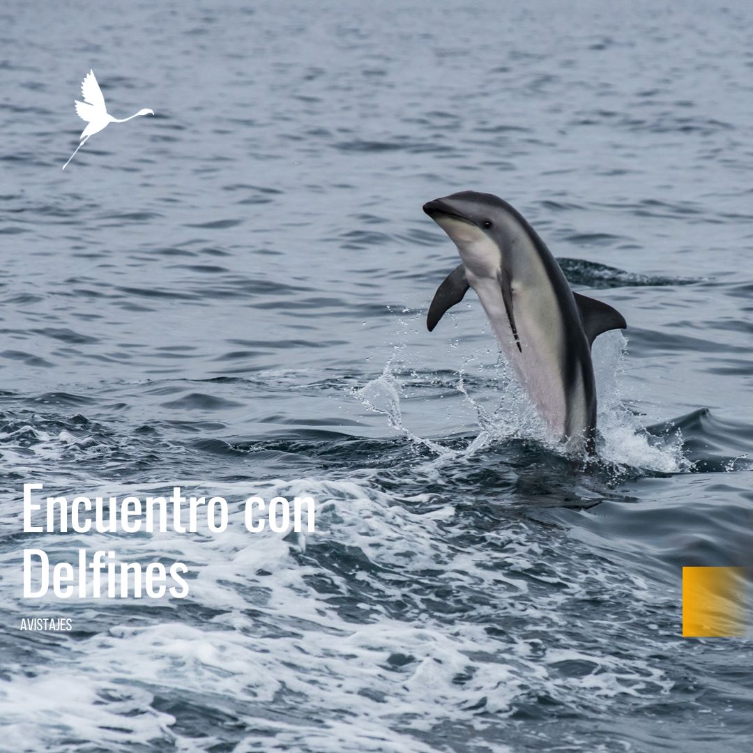 Encuentro con Delfines Oscuros. (Desde Pto Madryn) - Imagen 2