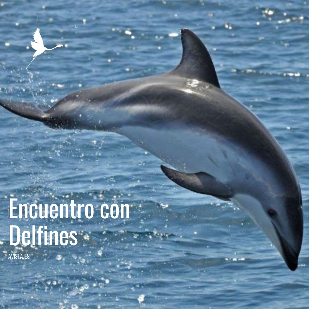 Encuentro con Delfines Oscuros. (Desde Pto Madryn) - Imagen 3