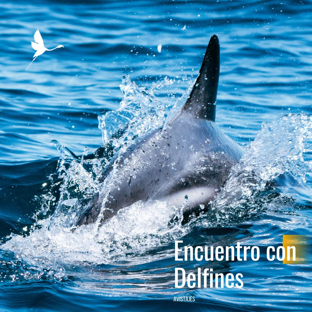 Encuentro con Delfines Oscuros. (Desde Pto Madryn) - Imagen 4