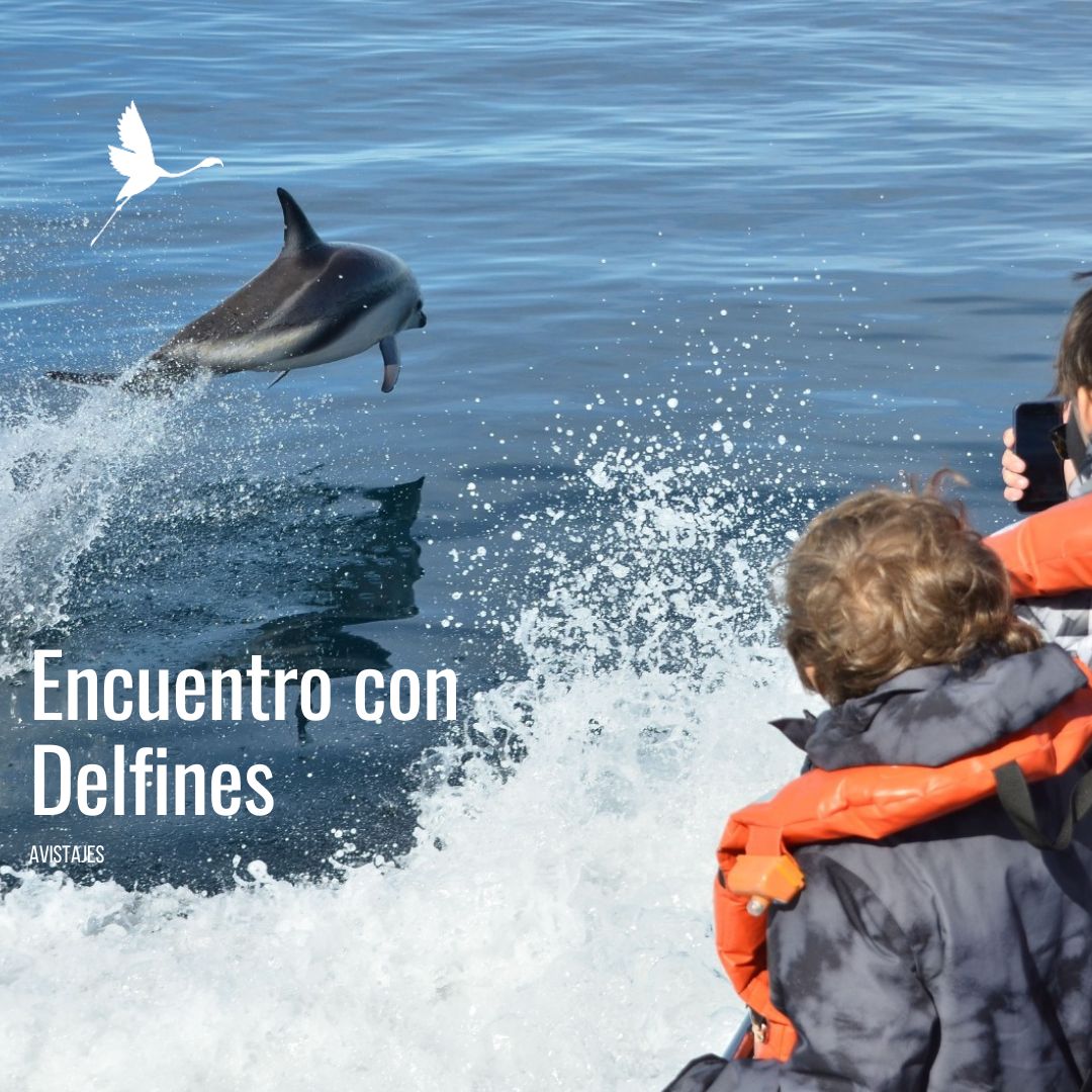 Encuentro con Delfines Oscuros. (Desde Pto Madryn) - Imagen 5