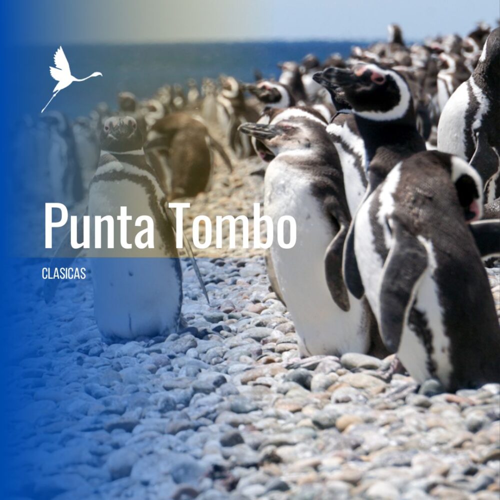Punta Tombo Full Day - Flamenco Tour