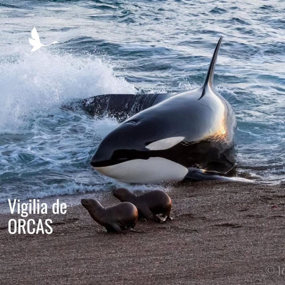 Orcas Varamiento