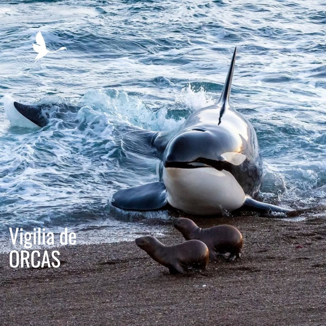 Vigilia de Orcas: El Varamiento Intencional en Punta Norte – Península Valdés - Imagem 3