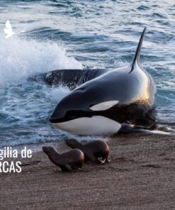Orcas Varamiento