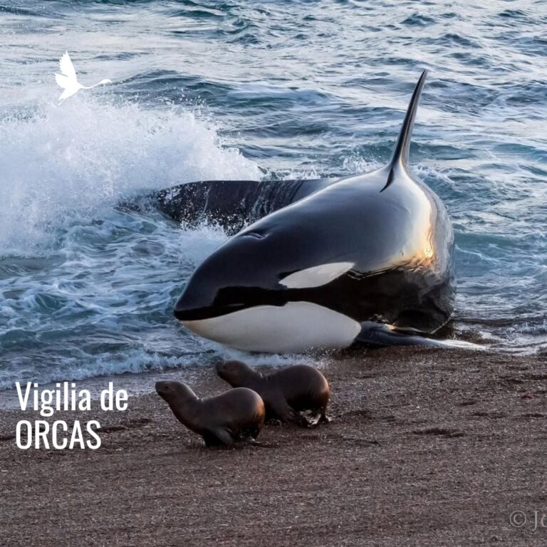 Orcas Varamiento