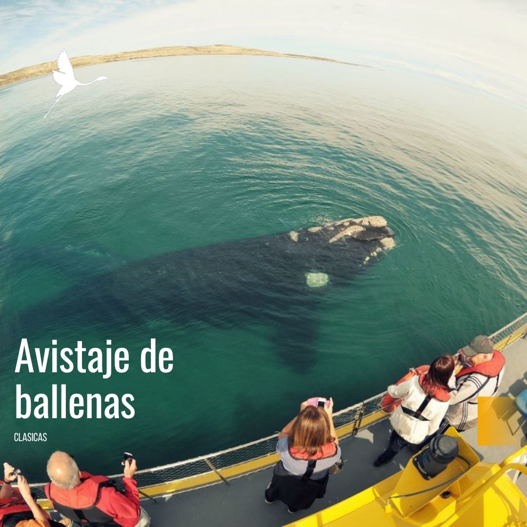 Tour a Península Valdés (Low Cost) - Imagen 21