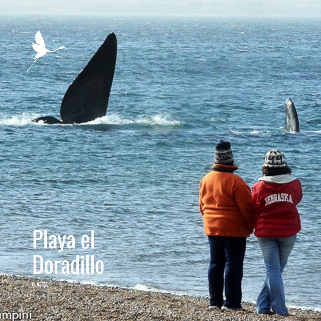 Solo Ballenas: Traslado a Puerto Pirámides con Doradillo - Imagem 12