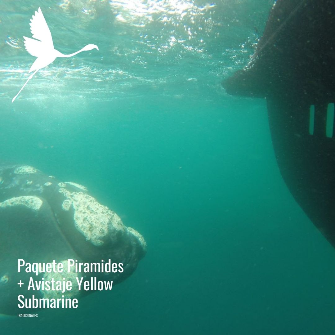 Yellow submarine (semisumergible) - Imagem 15