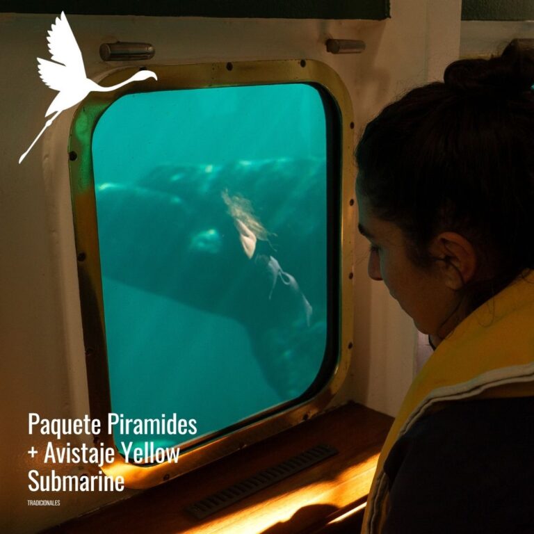 Avistaje en Yellow Submarine con traslados.