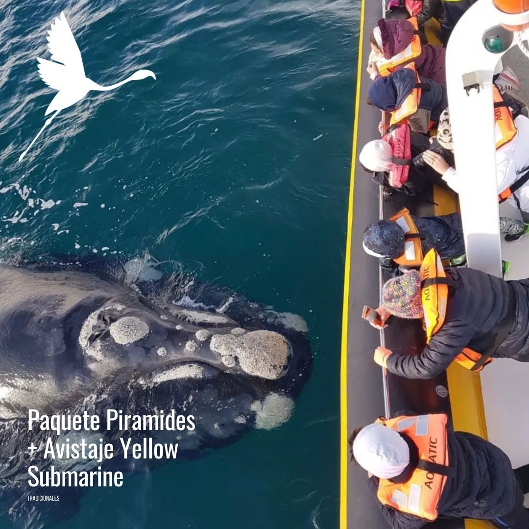 Tour a Península Valdés (Low Cost) - Imagen 16