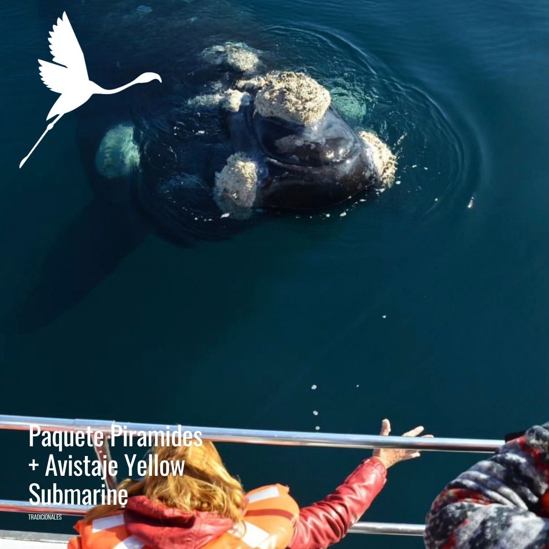 Tour a Península Valdés (Low Cost) - Imagen 15