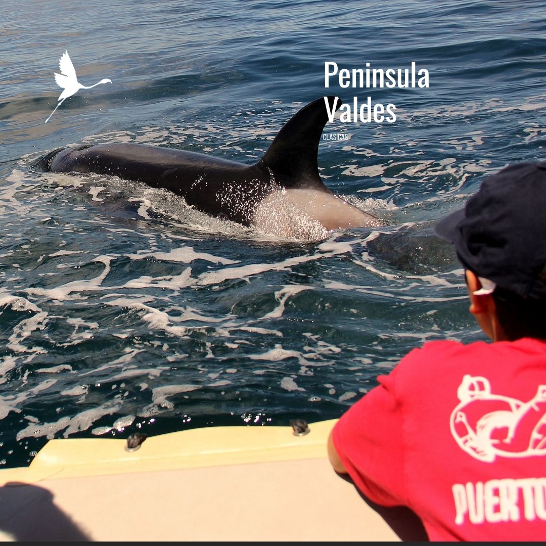 Tour a Península Valdés (Low Cost) - Imagen 22