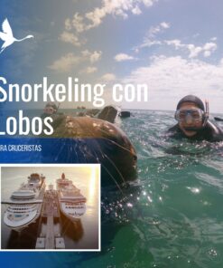 Snorkeling con Lobos Marinos en Punta Loma Shore Excursion