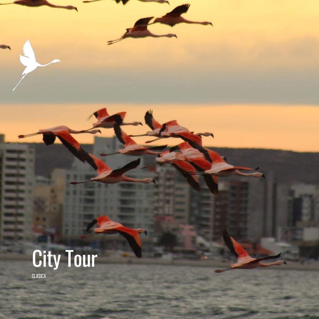 Punta Loma + Colonia Galesa Shore Excursion - Imagen 16