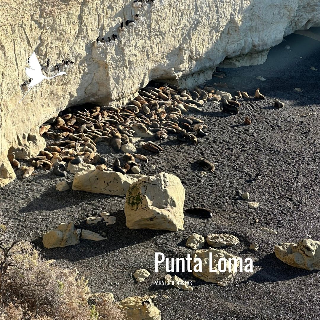 Punta Loma + Colonia Galesa Shore Excursion - Imagen 14
