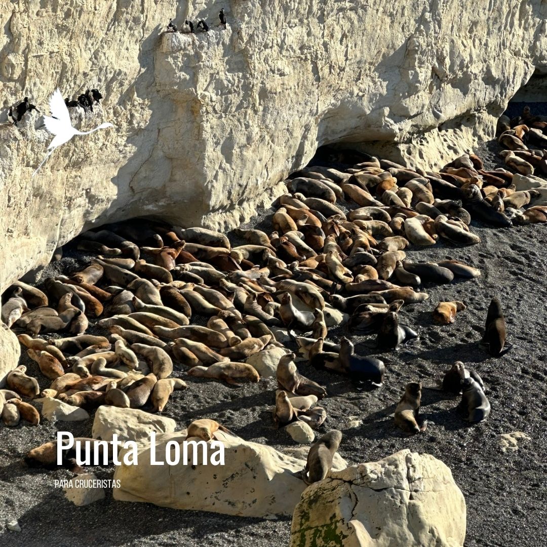 Punta Loma + Colonia Galesa Shore Excursion - Imagen 12