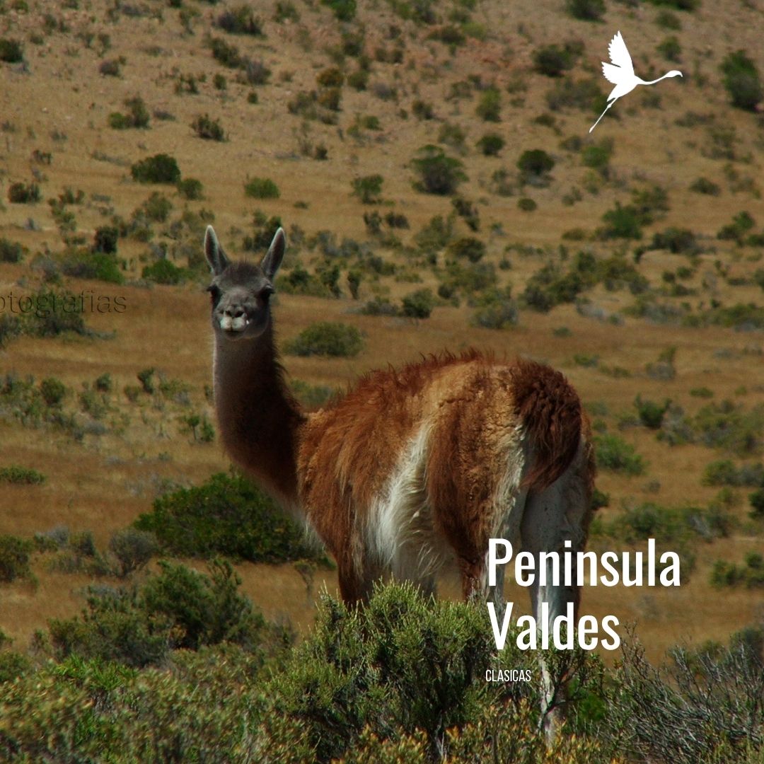 Tour a Península Valdés (Low Cost) - Imagen 9