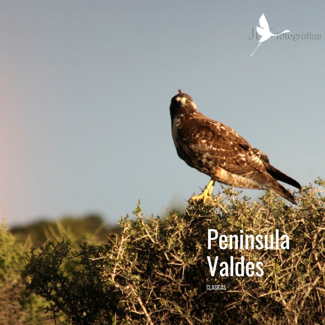 Tour a Península Valdés (Low Cost) - Imagen 8