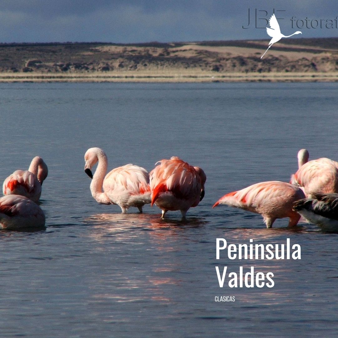 Tour a Península Valdés (Low Cost) - Imagen 7