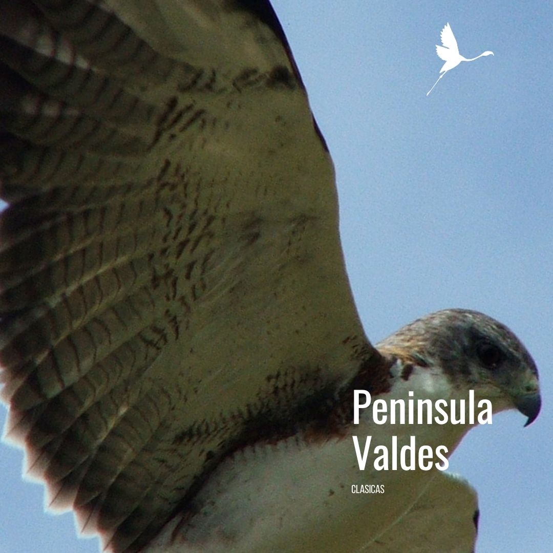 Tour a Península Valdés (Low Cost) - Imagen 6