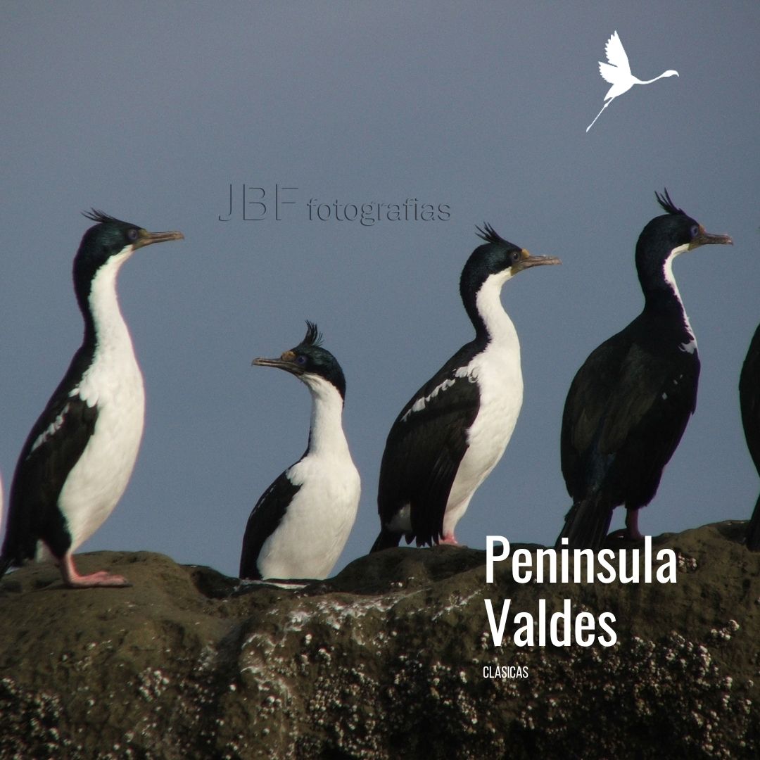 Tour a Península Valdés (Low Cost) - Imagen 5