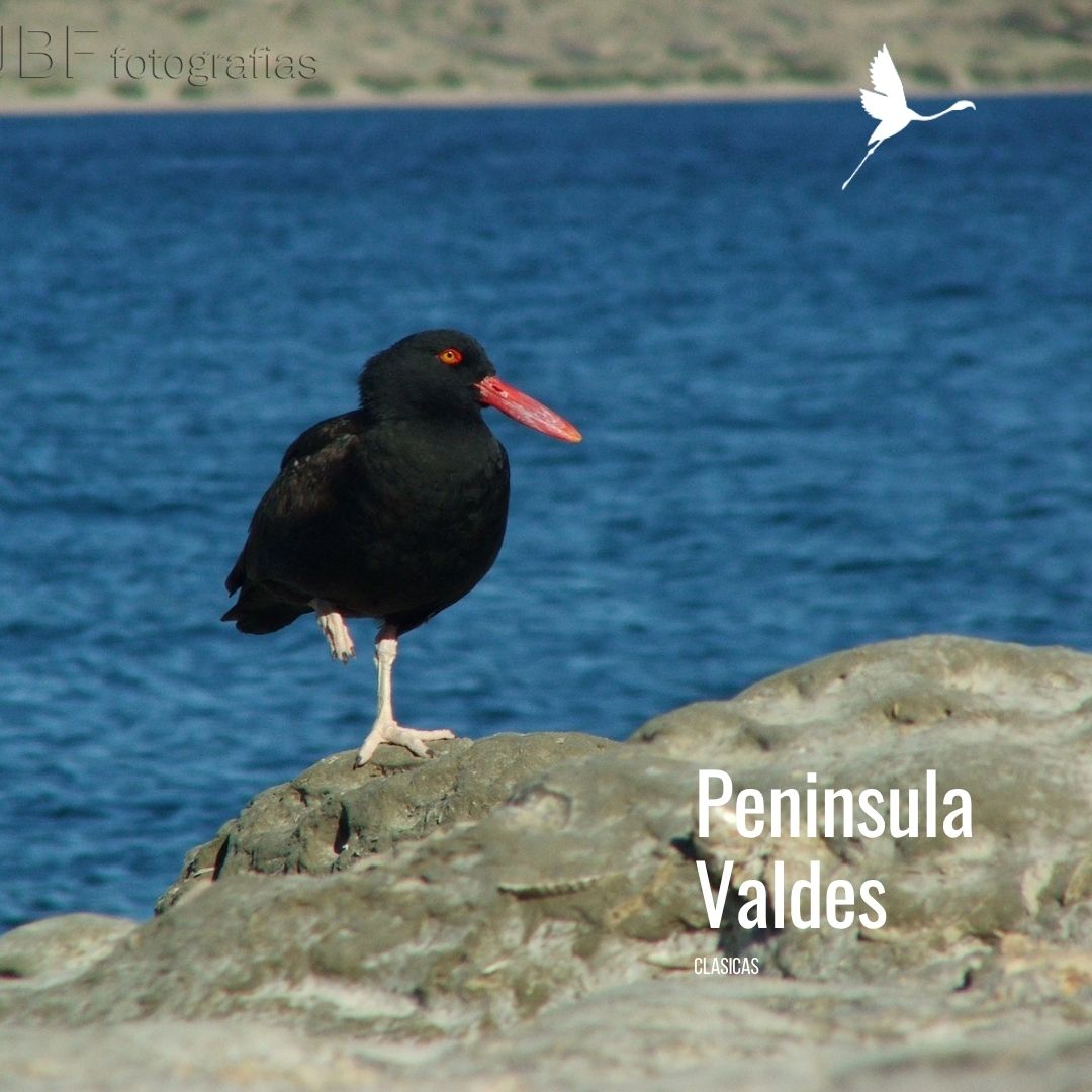 Tour a Península Valdés (Low Cost) - Imagen 4