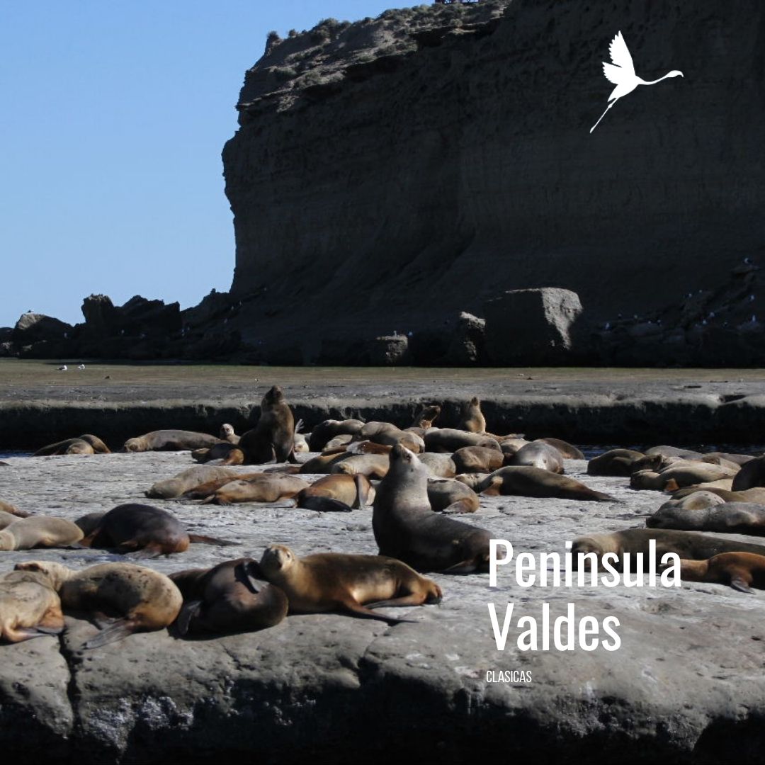 Tour a Península Valdés (Low Cost) - Imagen 3