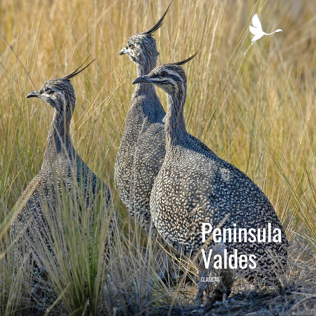 Tour a Península Valdés (Low Cost) - Imagen 2