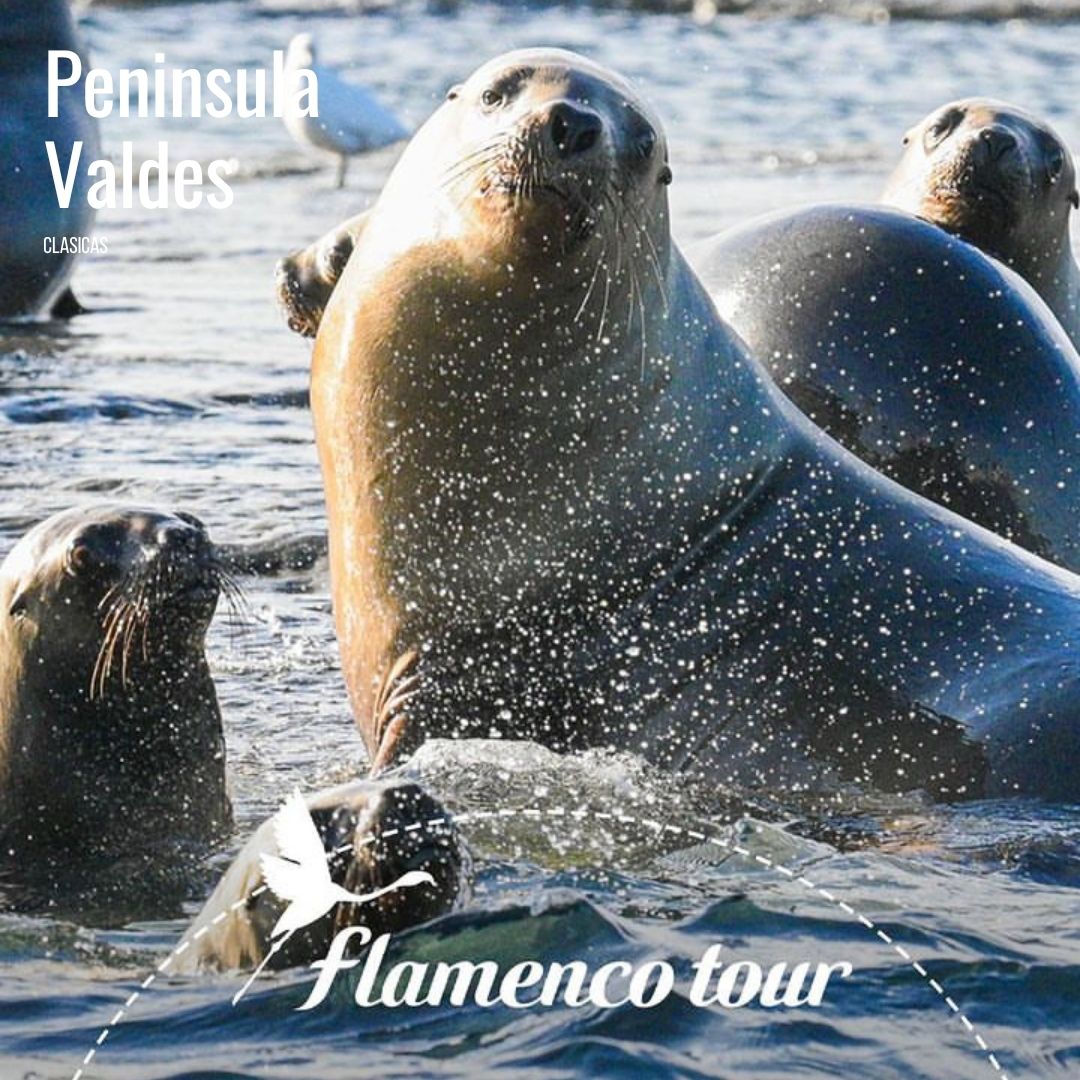 Península Valdés Clasica - Imagem 19