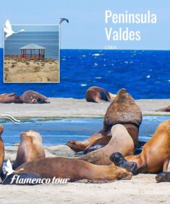 Península Valdés (Low Cost)