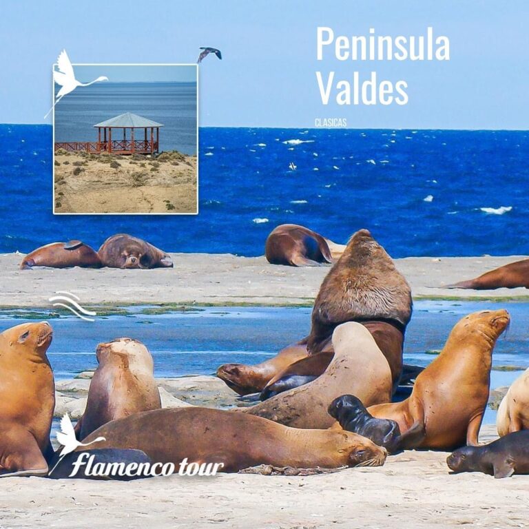 Tour a Península Valdés (Low Cost)