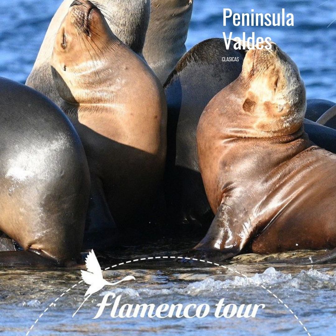 Tour a Península Valdés (Low Cost) - Imagen 19