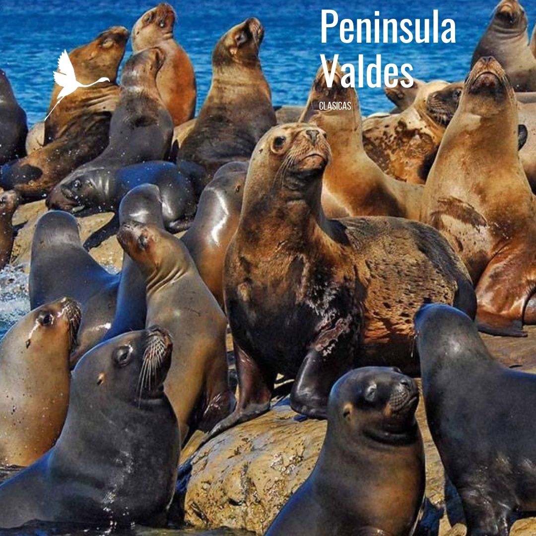 Tour a Península Valdés (Low Cost) - Imagen 18