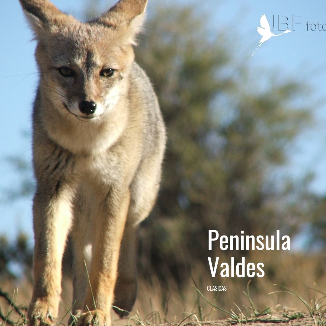 Tour a Península Valdés (Low Cost) - Imagen 17