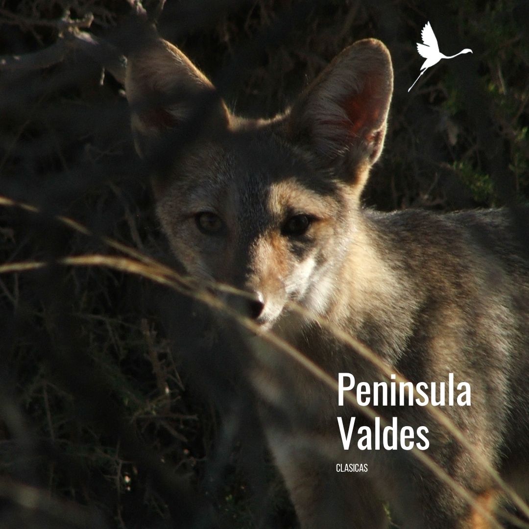 Tour a Península Valdés (Low Cost) - Imagen 12