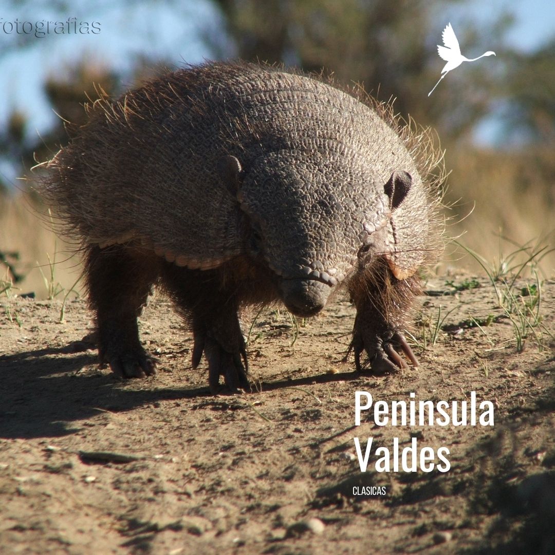 Tour a Península Valdés (Low Cost) - Imagen 11