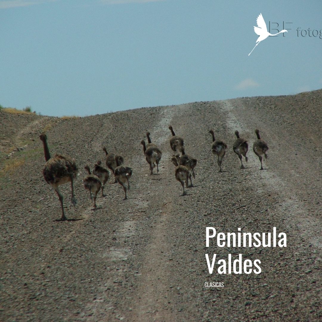 Tour a Península Valdés (Low Cost) - Imagen 10